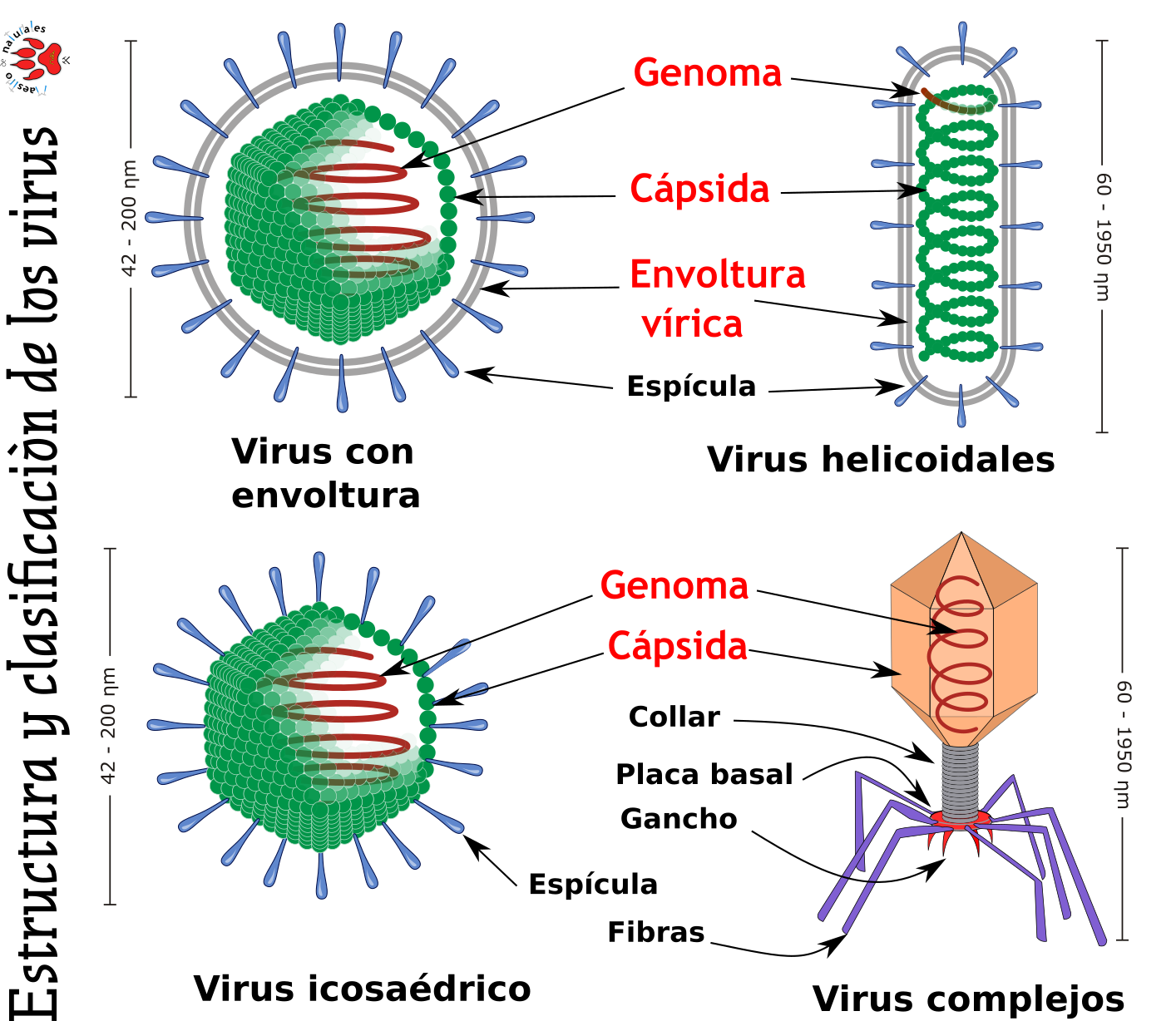 Estructura Del Virus